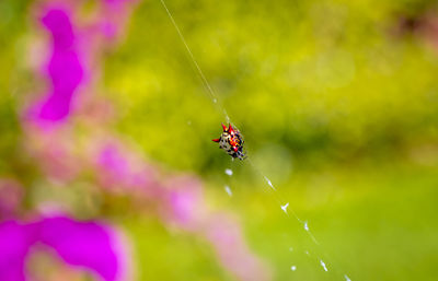 Close-up of insect on spider web
