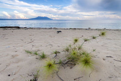 Scenic view of beach against sky