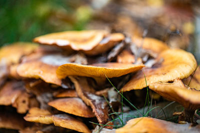 Close-up of mushrooms growing on field