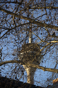 Low angle view of bare tree against sky