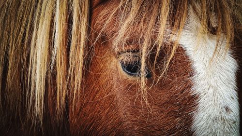 Close-up of a horse