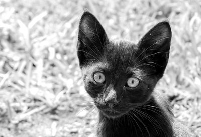 Close-up portrait of a cat