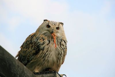 Close-up of a bird looking away