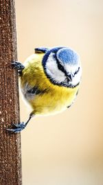 Close-up of bird perching on wood against wall