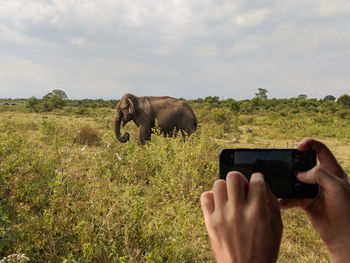 Taking a photo of an elephant using a mobile phone