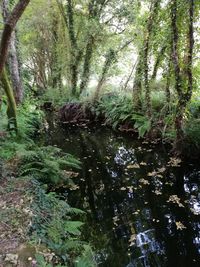 Trees growing in forest against sky