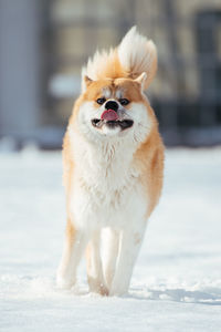 Dog running on snow field