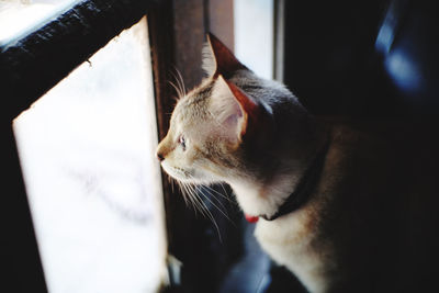 Close-up of a cat looking away