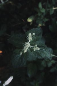 Close-up of white flowering plant