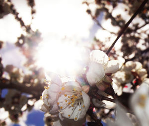 Close-up of flower on tree