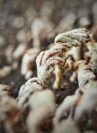 Close-up of dead plant on land