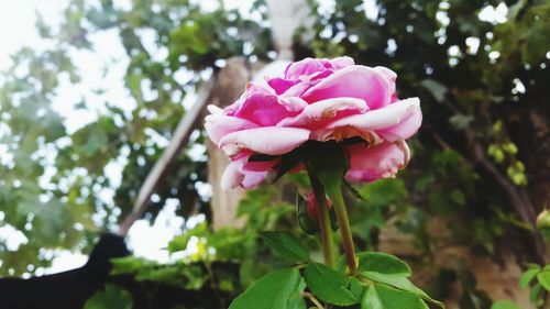 Close-up of pink flower blooming on tree