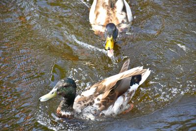 Duck swimming in lake