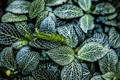 Full frame shot of plants