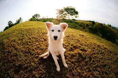 Portrait of dog standing on field