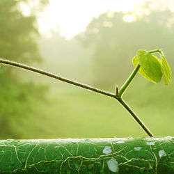 Close-up of plant