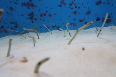 View of fishes swimming in sea