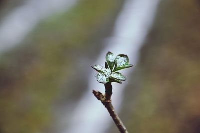 Close-up of plant