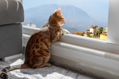 Bengal cat sits by the window and looks at the mountain landscape. lonely evening, waiting.