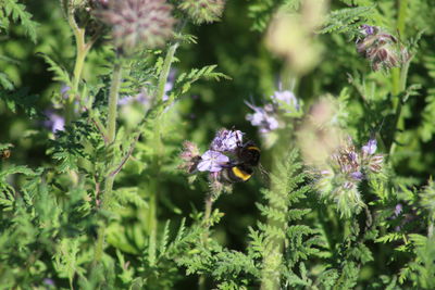 Close-up of honey bee on purple flowering plant