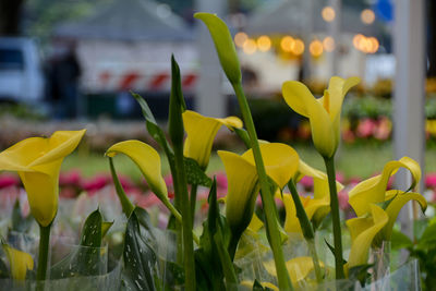 Close-up of yellow tulips