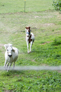 Dogs running on grassy field