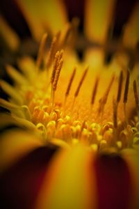 Close-up of yellow flowering plant