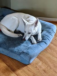 Dog sleeping on floor at home