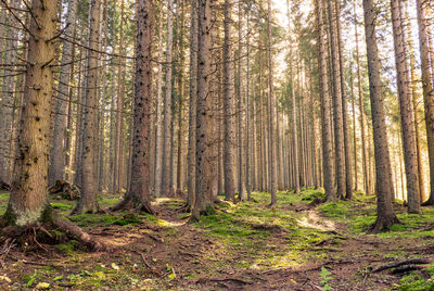 Pine trees in forest