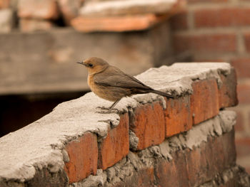 Close-up of bird on wall