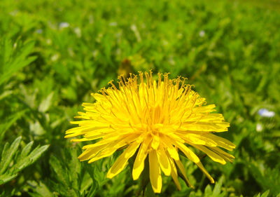 Close-up of yellow flower blooming in field