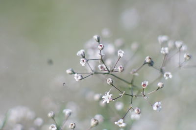 Close-up of white cherry blossom plant