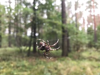 Close-up of spider on web