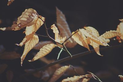 Close-up of wilted plant