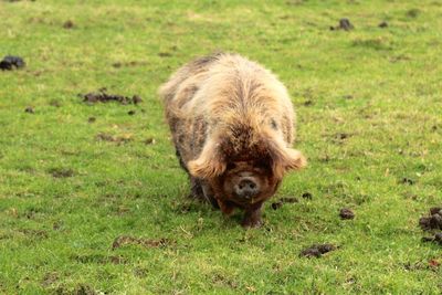 Close-up of pig on field