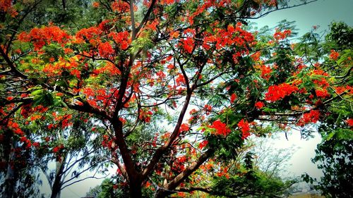 Low angle view of fruits on tree