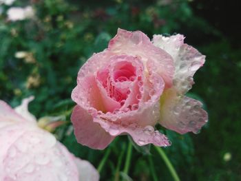 Close-up of raindrops on pink rose