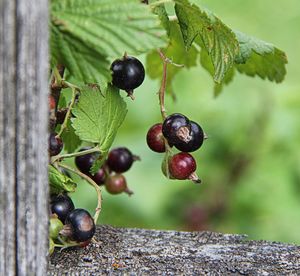 Close-up of berries growing on tree