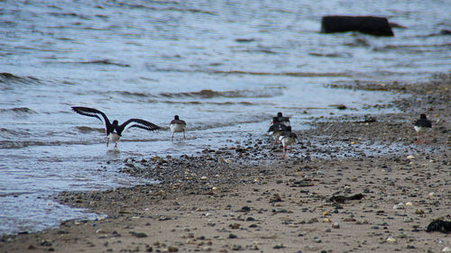 Birds on beach