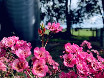 Close-up of pink cherry blossoms