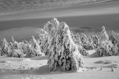 Trees on snow covered land against sky