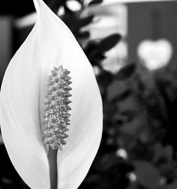 Close-up of flower against blurred background