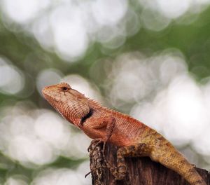 Close-up of lizard on tree