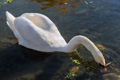 High angle view of swan swimming in lake