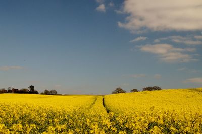 Scenic view of oilseed rape field against sky