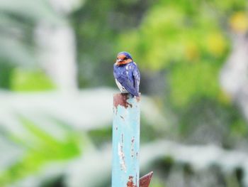 Close-up of bird perching on metal pole