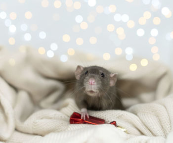 A rat on a blanket with a red toy. blue decorative rat on the background of christmas lights