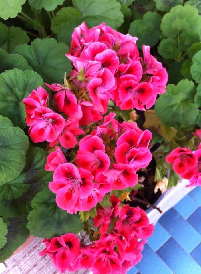 HIGH ANGLE VIEW OF PINK FLOWERS ON PLANT