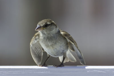 Close-up of bird perching on wall