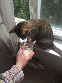 Close-up of hand holding cat drinking glass window